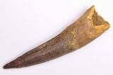 Fossil Spinosaurus Tooth - Real Dinosaur Tooth #206169-1
